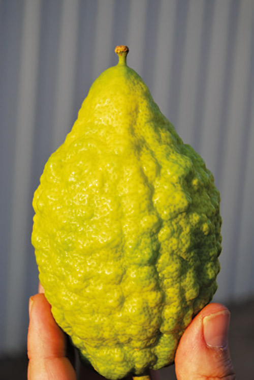 Etrog Citron  Pearson Ranch